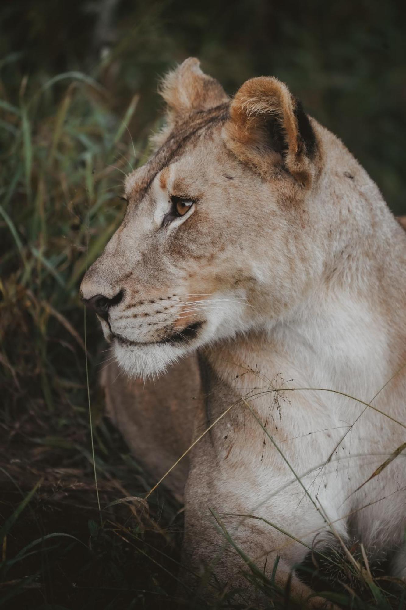 Rhino River Lodge Manyoni Private Game Reserve Dış mekan fotoğraf